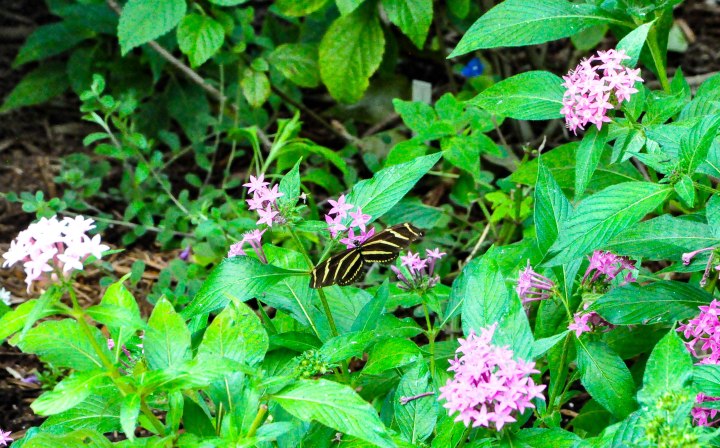 Botanical Gardens-0018