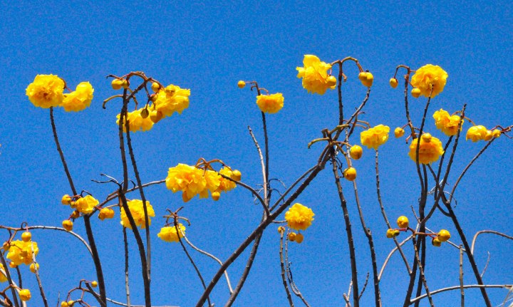 Botanical Gardens-0118