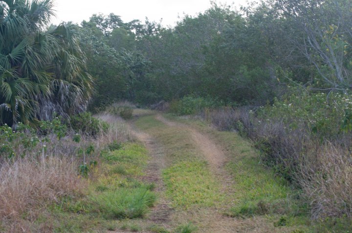 Everglades-0096